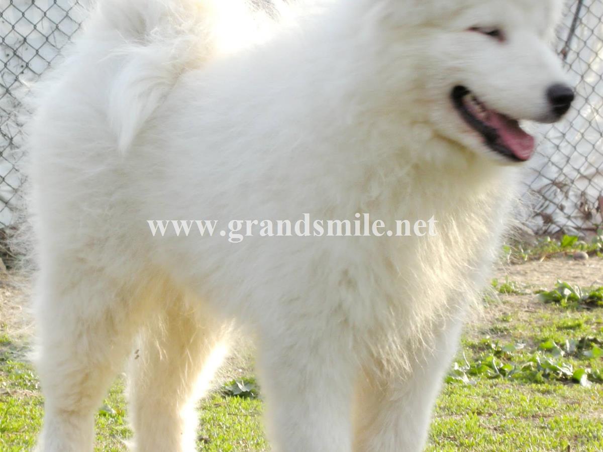 E samoyed hot sale